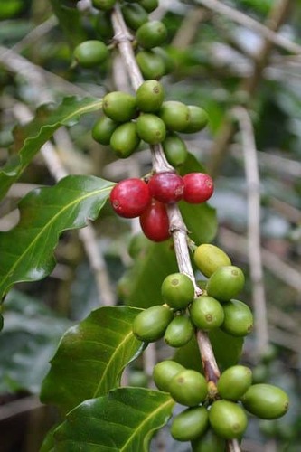 coffee plant coffee beans