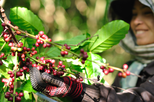coffee harvesting